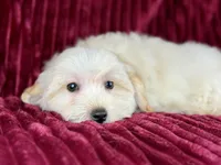 Dallas, a male Maltipoo for sale in Houston, TX – Photo 1 of 6