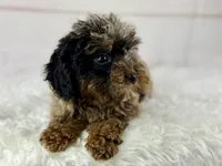 Faith, a female Cavapoo for sale in Houston, TX – 8 of 8