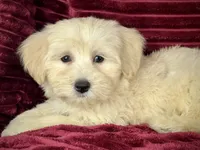 Biscotti, a female Maltipoo for sale in Houston, TX – 6 of 9