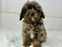 Faith, a female Cavapoo for sale in Houston, TX – 7 of 8
