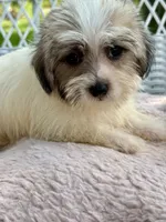 Marina, a female Jack Russell Terrier and Maltese for sale in Houston, TX – 2 of 3