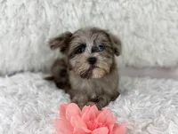 Dazzle (Blue eye), a female Havapoo for sale in Houston, TX – Photo 3 of 5