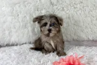 Dazzle (Blue eye), a female Havapoo for sale in Houston, TX – Photo 1 of 5