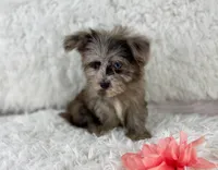 Dazzle (Blue eye), a female Havapoo for sale in Houston, TX – Photo 2 of 5