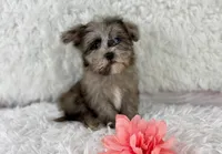 Dazzle (Blue eye), a female Havapoo for sale in Houston, TX – Photo 4 of 5