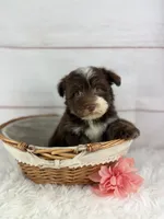 Olive, a female Havanese for sale in Houston, TX – 5 of 9