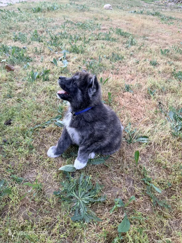 Toshi – Japanese Akita puppy for sale in San Marcos, CA