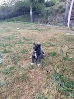 Toshi, a male Japanese Akita for sale in San Marcos, CA – Photo 5 of 5