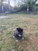 Toshi, a male Japanese Akita for sale in San Marcos, CA – Photo 3 of 5