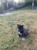 Toshi, a male Japanese Akita for sale in San Marcos, CA – Photo 4 of 5