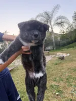 Hitomi, a male Japanese Akita for sale in San Marcos, CA – Photo 1 of 2
