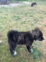 Hitomi, a male Japanese Akita for sale in San Marcos, CA – Photo 2 of 2