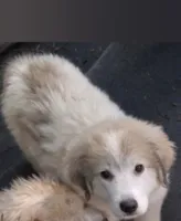 HAPPY, a female Great Pyrenees for sale in Morganton, NC – 1 of 2