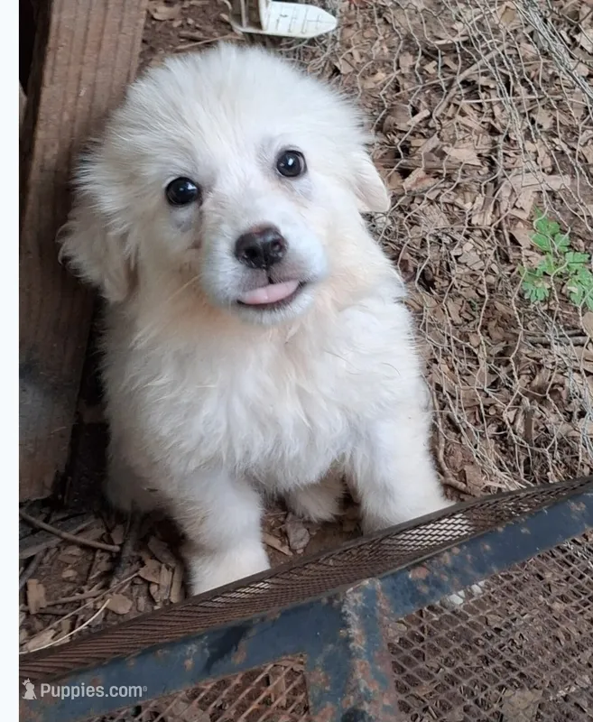 MOOSE – Great Pyrenees puppy for sale in Morganton, NC