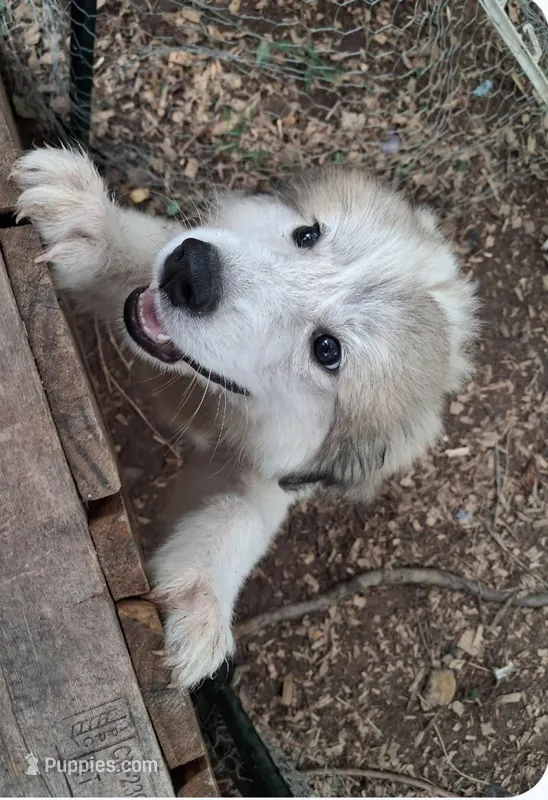 BEAR – Great Pyrenees puppy for sale in Morganton, NC