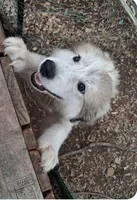 BEAR, a male Great Pyrenees for sale in Morganton, NC – 1 of 2