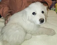 R-2, a male Great Pyrenees for sale in Morganton, NC – Photo 2 of 8