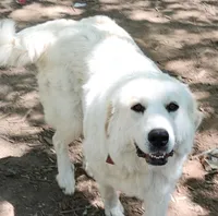 R-2, a male Great Pyrenees for sale in Morganton, NC – Photo 7 of 8
