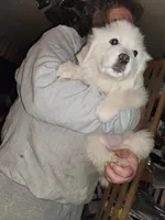 R-2, a male Great Pyrenees for sale in Morganton, NC – Photo 5 of 8