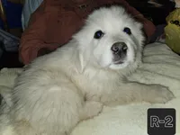 R-2, a male Great Pyrenees for sale in Morganton, NC – Photo 1 of 8