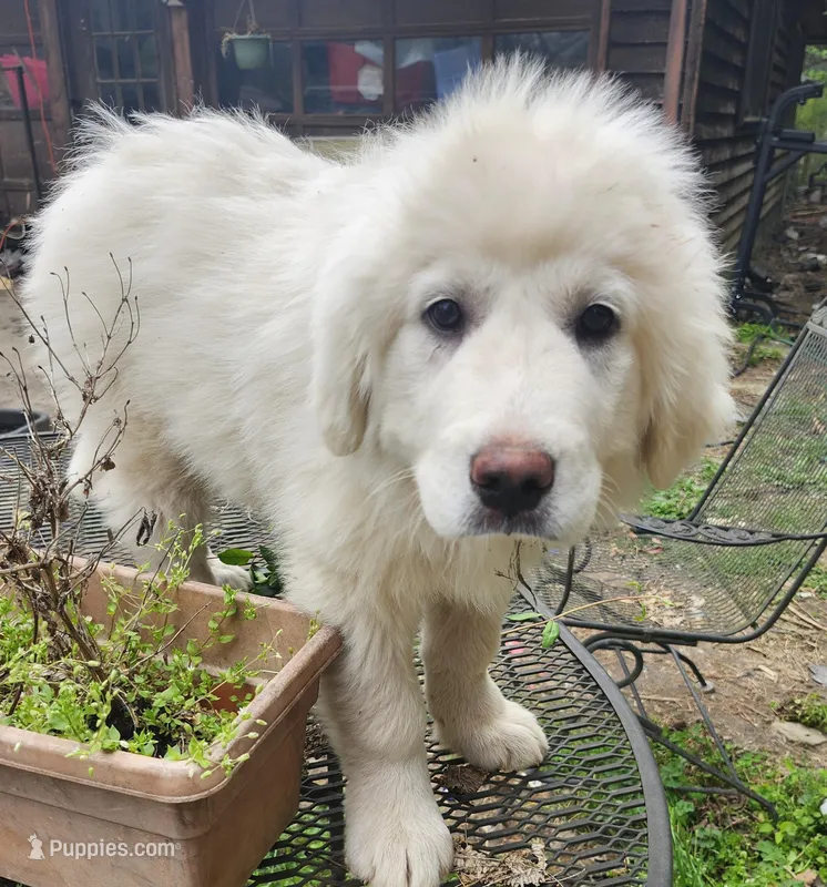 R-2 – Great Pyrenees puppy for sale in Morganton, NC