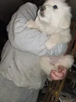 R-2, a male Great Pyrenees for sale in Morganton, NC – Photo 3 of 8