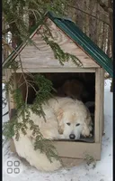 R-2, a male Great Pyrenees for sale in Morganton, NC – Photo 8 of 8