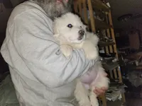 R-2, a male Great Pyrenees for sale in Morganton, NC – Photo 4 of 8