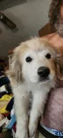 HAPPY (aka Silver Wind), a female Great Pyrenees for sale in Morganton, NC – 1 of 4