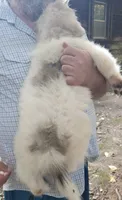 BEAR (aka 2 Ring Bear), a female Great Pyrenees for sale in Morganton, NC – 5 of 6