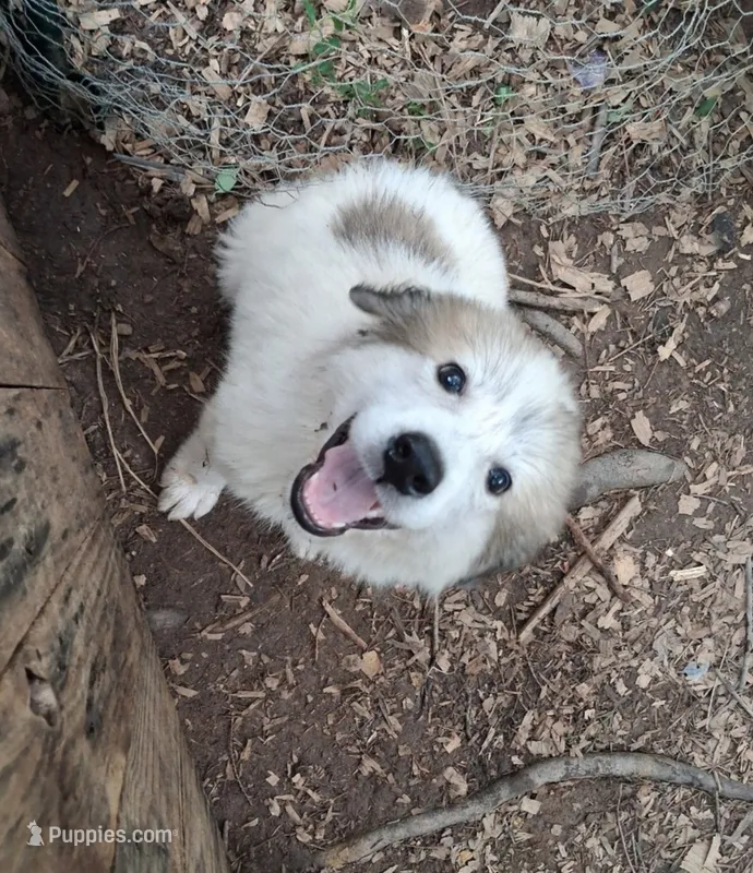 BUFORD – Great Pyrenees puppy for sale in Morganton, NC