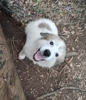 BUFORD, a male Great Pyrenees for sale in Morganton, NC – 1 of 2