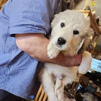 Han, a male Great Pyrenees for sale in Morganton, NC – Photo 4 of 7