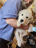 Han, a male Great Pyrenees for sale in Morganton, NC – Photo 2 of 3