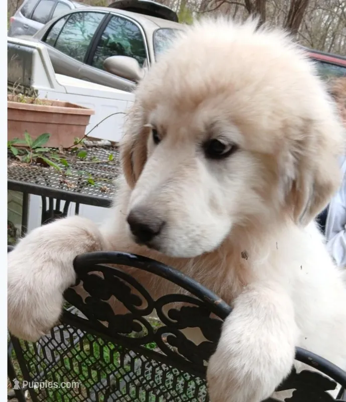 Han – Great Pyrenees puppy for sale in Morganton, NC