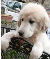 Han, a male Great Pyrenees for sale in Morganton, NC – Photo 1 of 7