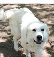 Han, a male Great Pyrenees for sale in Morganton, NC – Photo 6 of 7