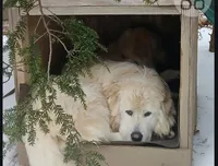 Han, a male Great Pyrenees for sale in Morganton, NC – Photo 7 of 7
