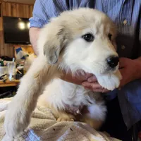 Han, a male Great Pyrenees for sale in Morganton, NC – Photo 3 of 7