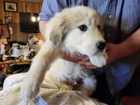 Han, a male Great Pyrenees for sale in Morganton, NC – Photo 1 of 3