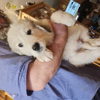 Han, a male Great Pyrenees for sale in Morganton, NC – Photo 5 of 7