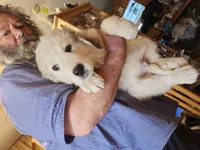 Han, a male Great Pyrenees for sale in Morganton, NC – Photo 3 of 3