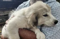 BEAR (aka 2 Ring Bear), a female Great Pyrenees for sale in Morganton, NC – 4 of 6