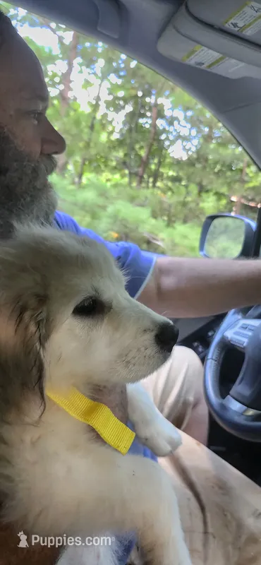 BEAR – Great Pyrenees puppy for sale in Morganton, NC