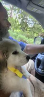BEAR (aka 2 Ring Bear), a female Great Pyrenees for sale in Morganton, NC – 1 of 6
