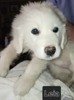 Leia, a female Great Pyrenees for sale in Morganton, NC – Photo 1 of 5