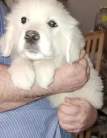 Leia, a female Great Pyrenees for sale in Morganton, NC – Photo 3 of 5