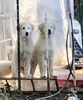 BEAR (aka 2 Ring Bear), a female Great Pyrenees for sale in Morganton, NC – 2 of 7