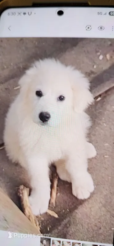 MOOSE – Great Pyrenees puppy for sale in Morganton, NC