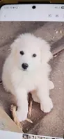 MOOSE (aka L'il Bit), a female Great Pyrenees for sale in Morganton, NC – 1 of 5
